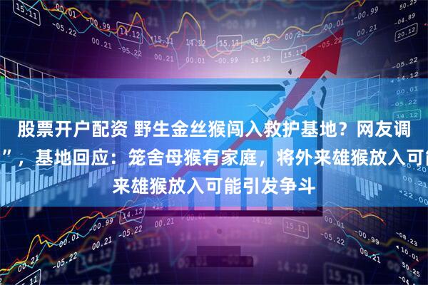 股票开户配资 野生金丝猴闯入救护基地？网友调侃“找配偶”，基地回应：笼舍母猴有家庭，将外来雄猴放入可能引发争斗